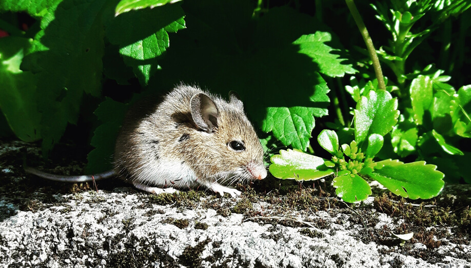 Mouse Trapping - How To Trap Mice in the Attic, Roof, Yard