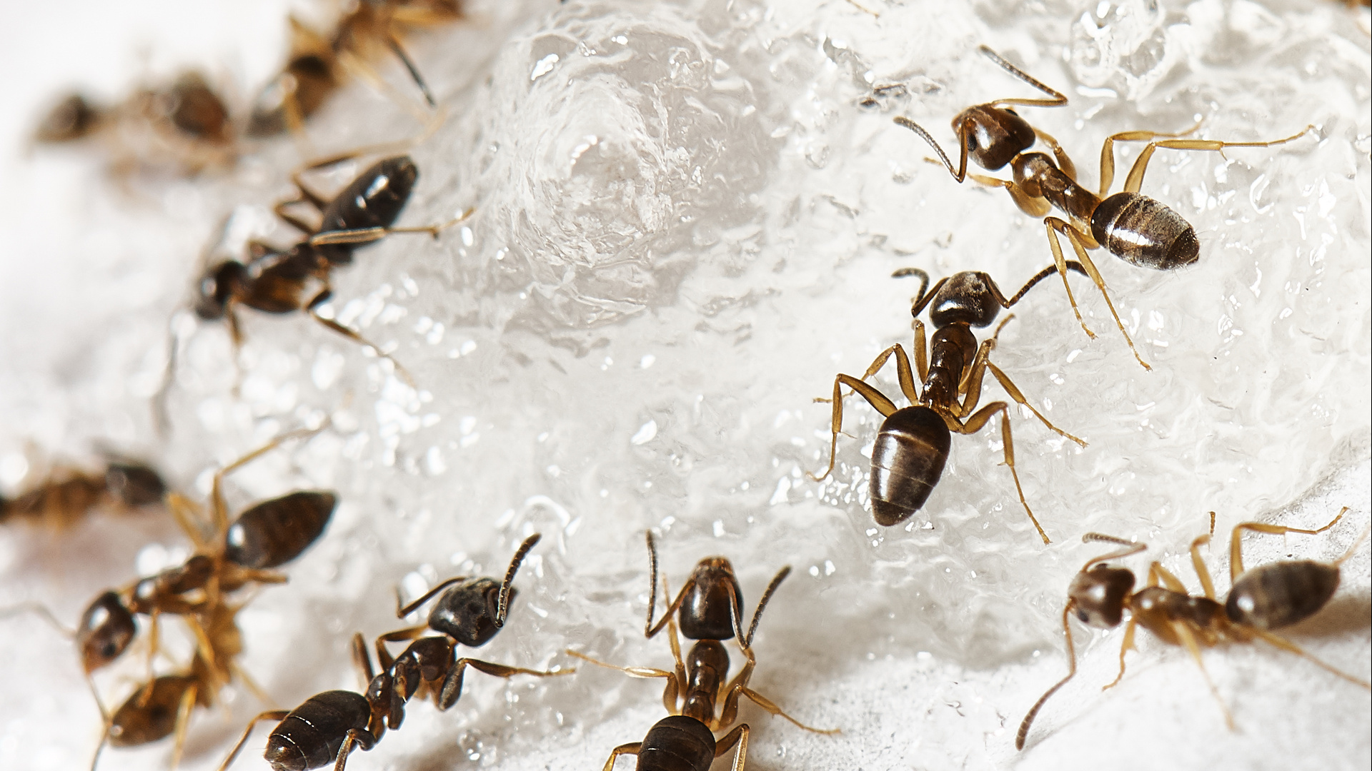 Sugar ant