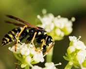 summer paper wasp stinging insect