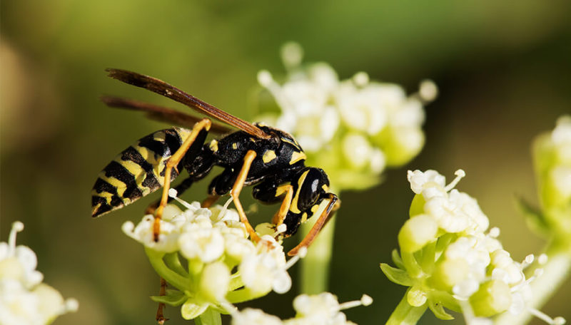 Common Summer Pests in the Pacific Northwest | Sentinel Blog