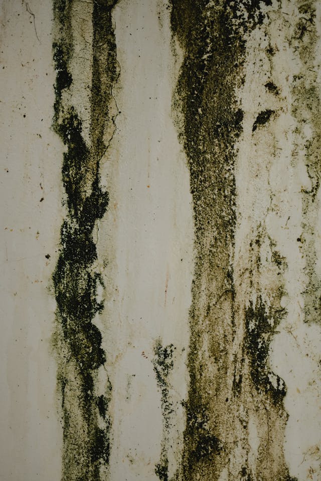 Close-up of a Stained Wall with mold