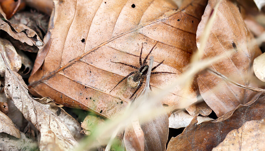 common fall pests spider