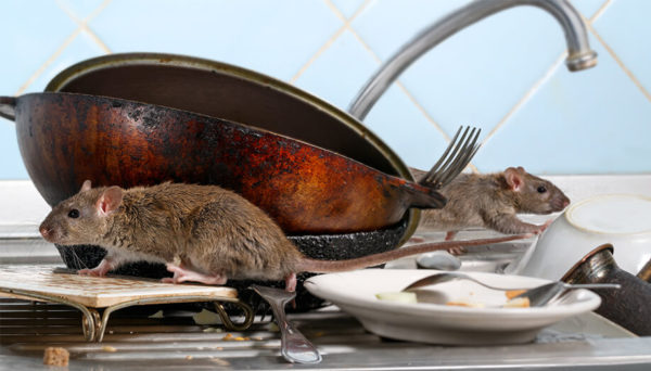 4 Common Commercial Kitchen Pests How To Prevent Them   Commercial Kitchen Pests 600x342 