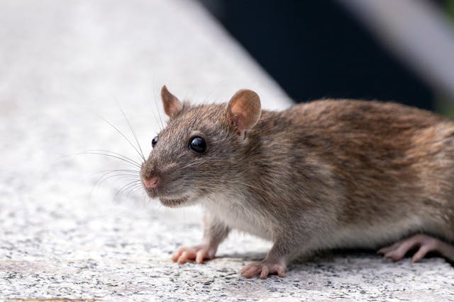 brown rat 