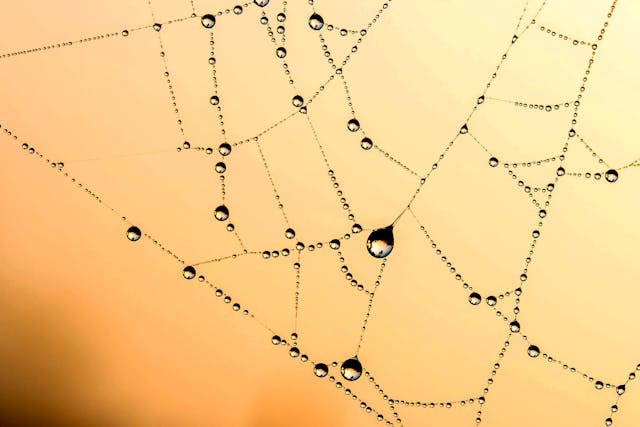 spider web with dew drops