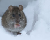 rat in snow