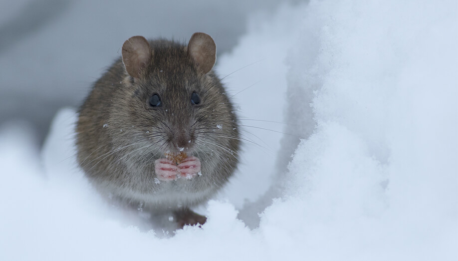 rat in snow