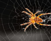get rid of spiders in home