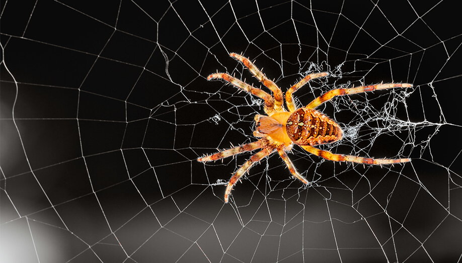 House Spider Control Services - House Spider Exterminators