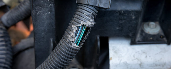 rodent damage chewing car wiring