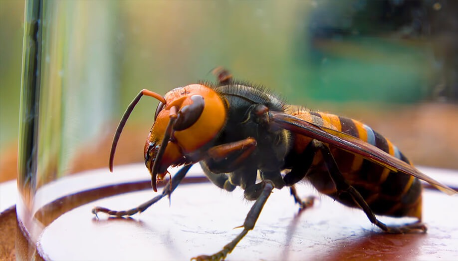 Asian Giant Hornet Glass Sentinel