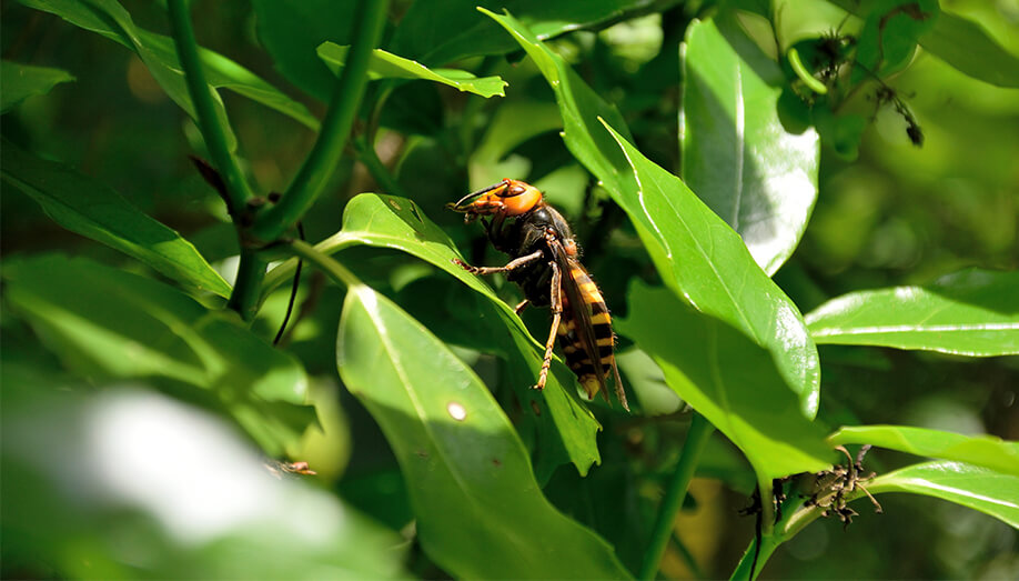 Asian Giant Hornet Leaf Sentinel