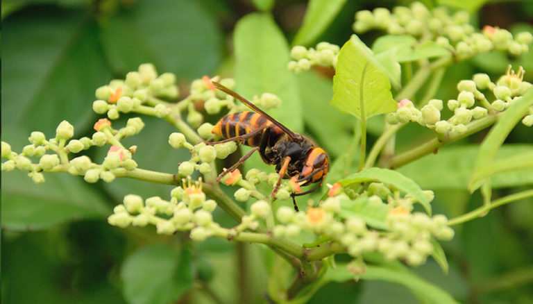 9 Things You Need To Know About Murder Hornets