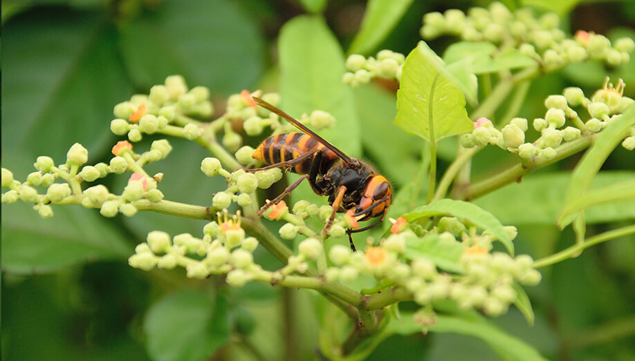 Asian Giant Hornet Plant Sentinel