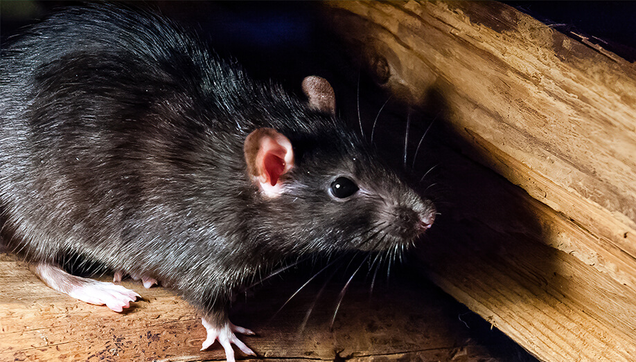 How to Get Rid of Rodents in Attics - Rodent Proof Your Attic