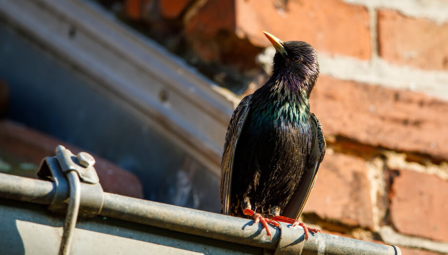 starling bird sentinel pest control