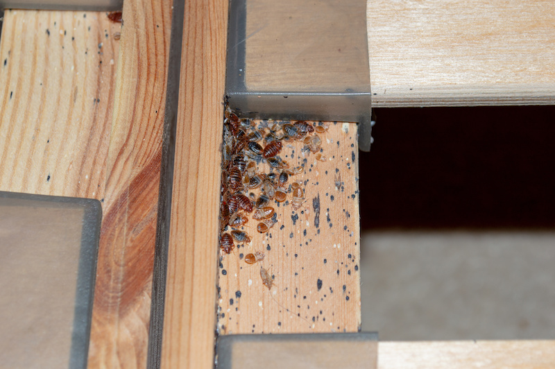 A serious bed bug infestation affecting a residential bedroom where bedbugs developed undetected on the frame of a double bed beneath the mattress under and between the plastic clips of wooden slats.