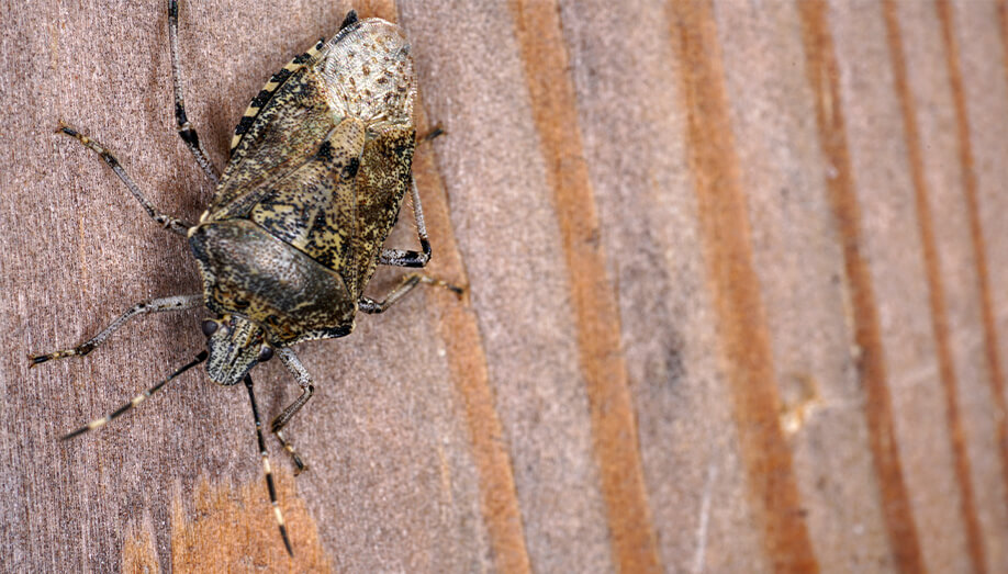 brown marmorated stink bug sentinel