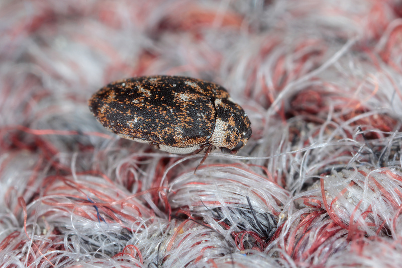 Carpet beetle Anthrenus (Dermestidae). It's a common pest in homes.