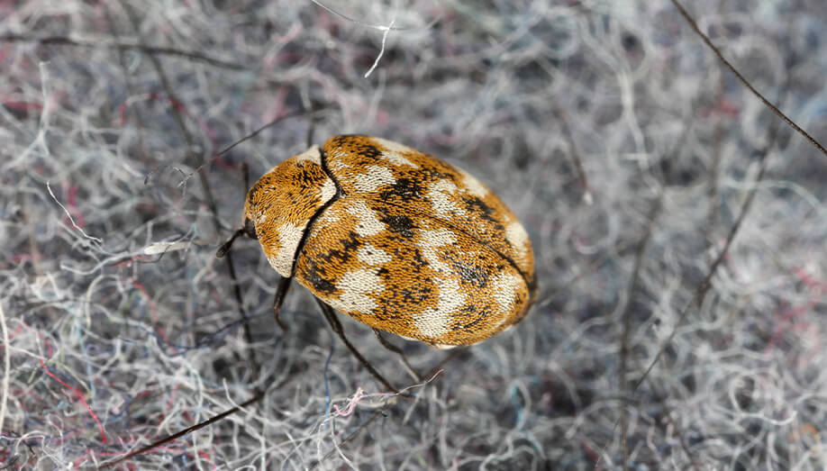 varied carpet beetle sentinel pest control
