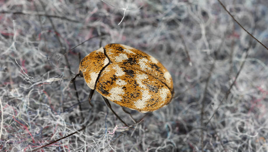 Varied Carpet Beetle