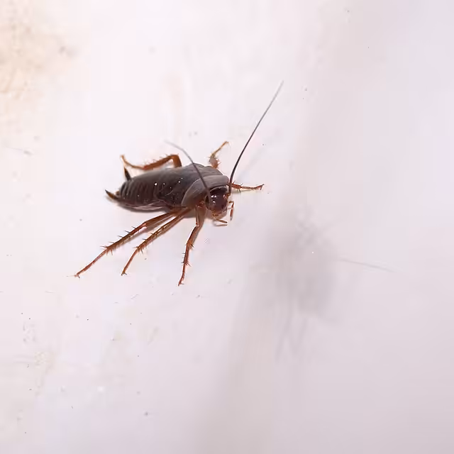 cockroach crawling on the ground