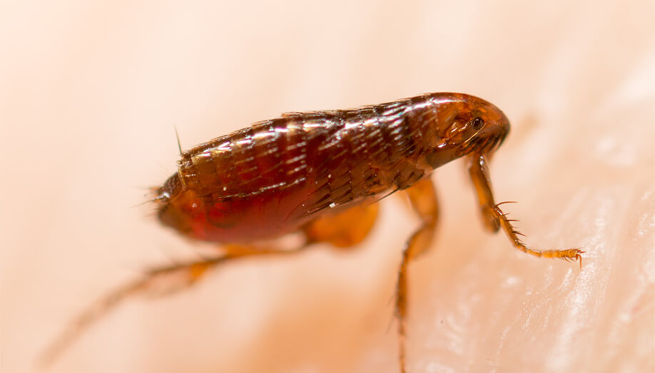 diatomaceous earth under microscope flea