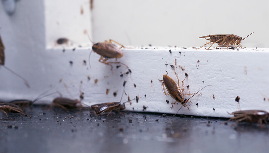 german cockroach sentinel pest control