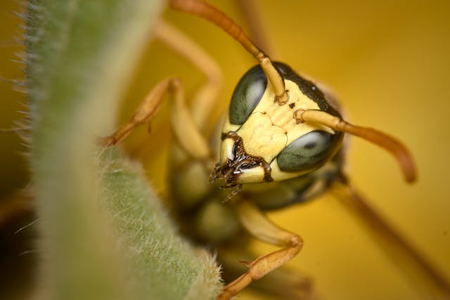 Extreme Close up on Wasp
