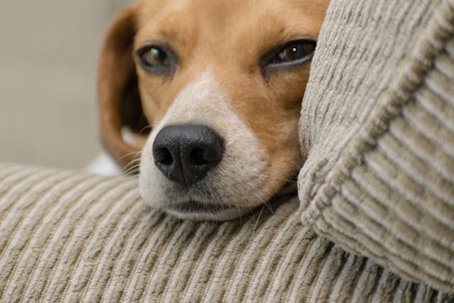 dog laying on a chair