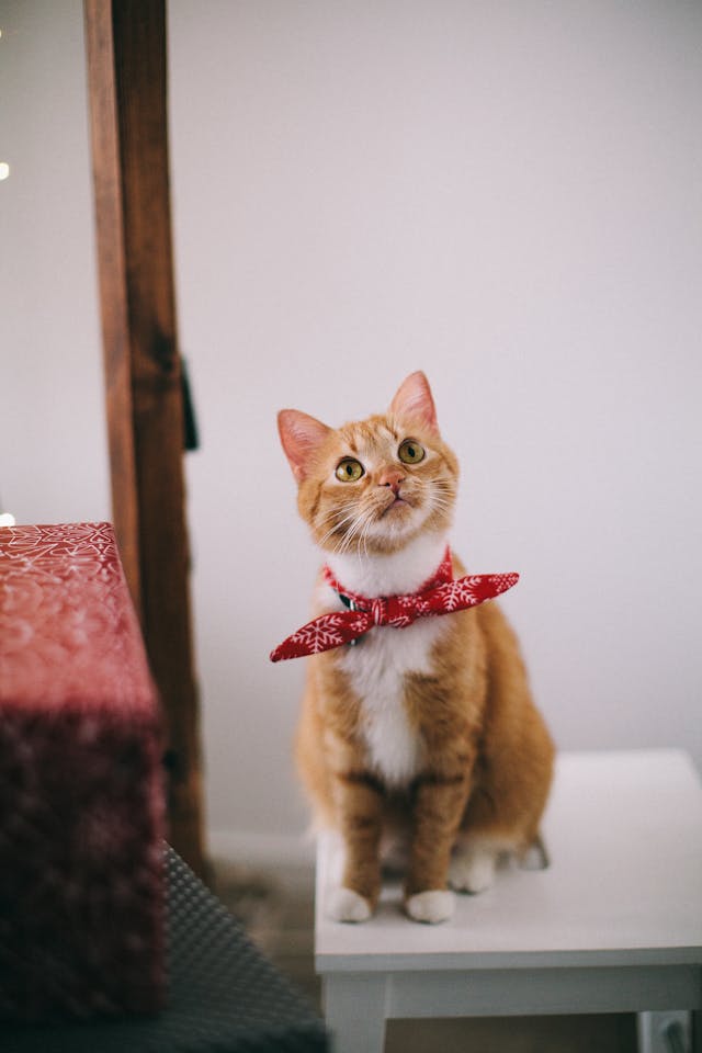 car wearing a red bandana 