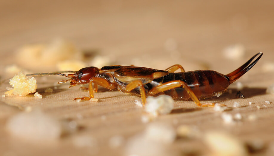 how to get rid of earwigs pest control
