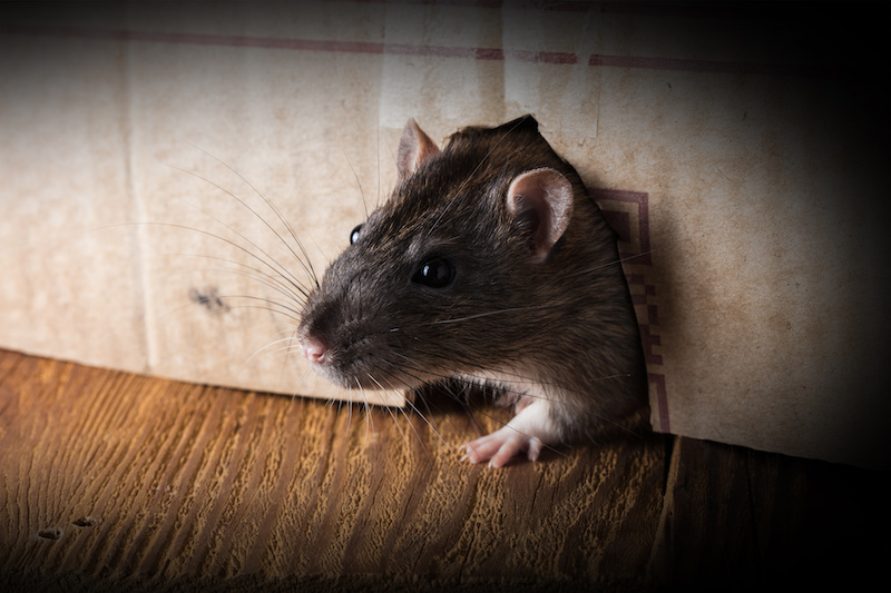 gray rat peeking out of the box close-up