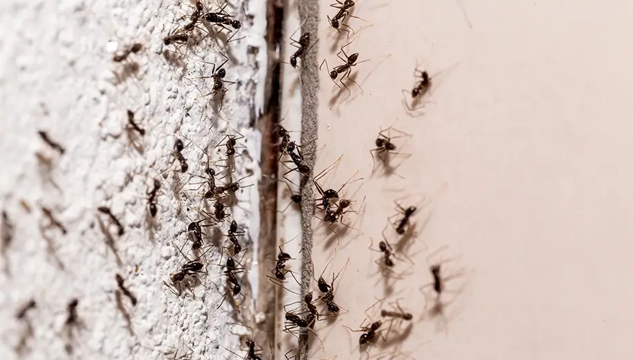 getting ants under control