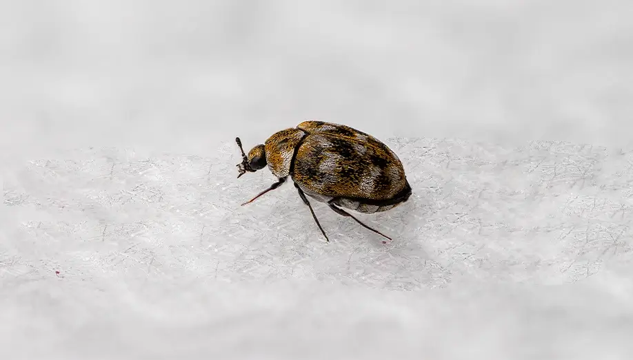 carpet beetles sentinel pest control