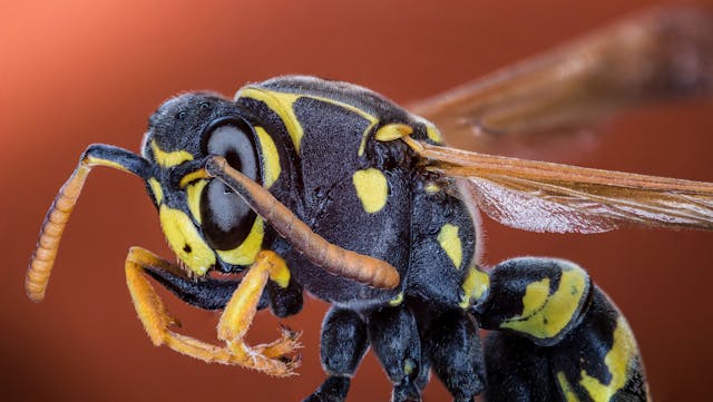 close up of a wasp