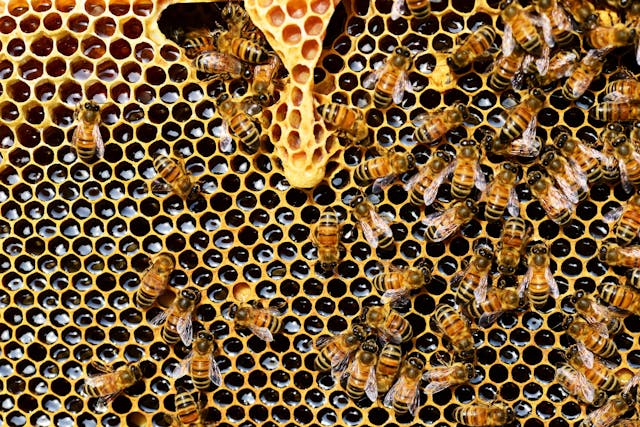 bees on honeycomb