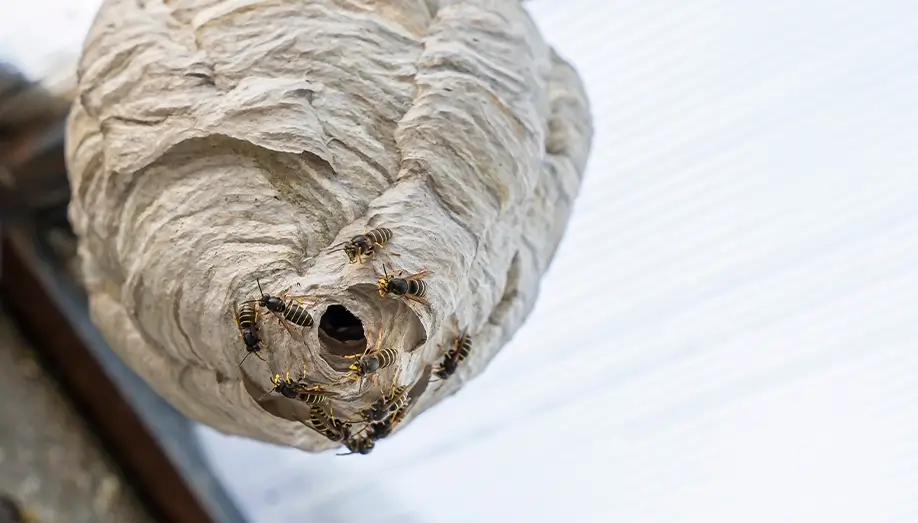 wasp nest residential