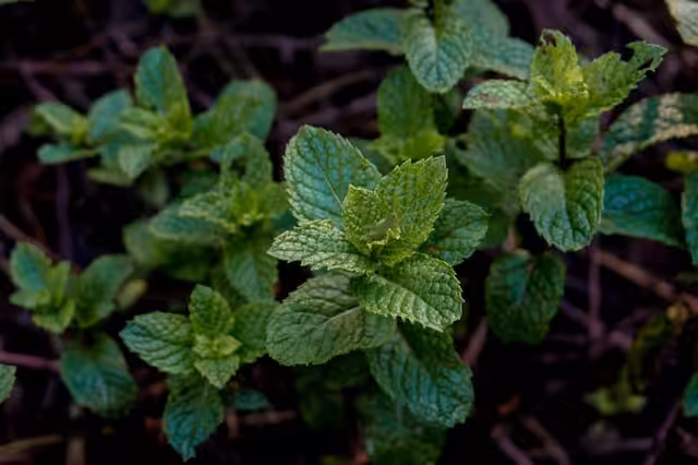 peppermint plant, one of the best options for deterring mice naturally