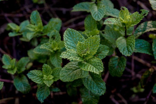 peppermint plant, one of the best options for deterring mice naturally 