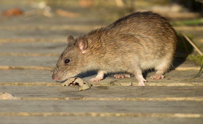 Brown rat