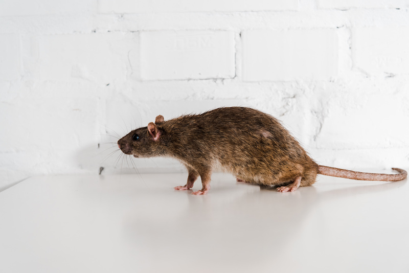 grey and small rat on table near brick wall