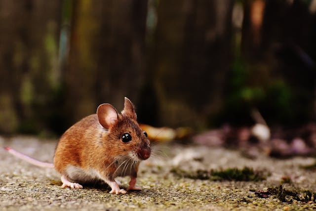 small brown mouse outdoors