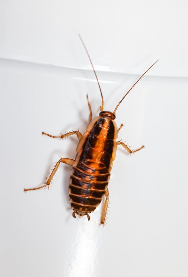 cockroach crawling on a white bowl