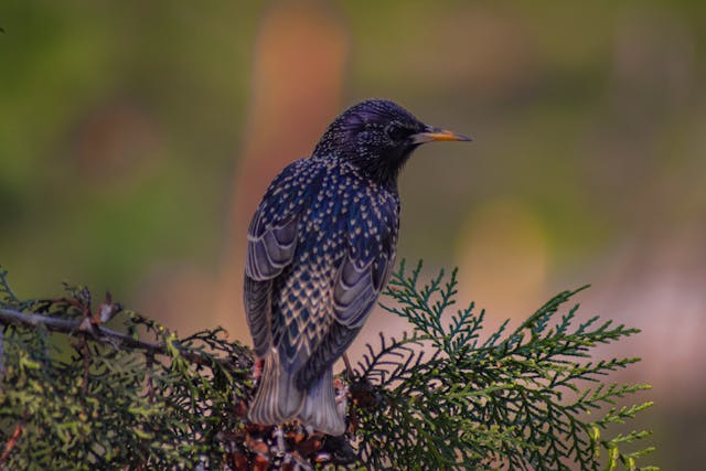 starling in a nest