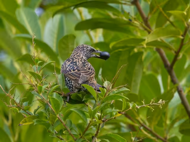starling in a tree