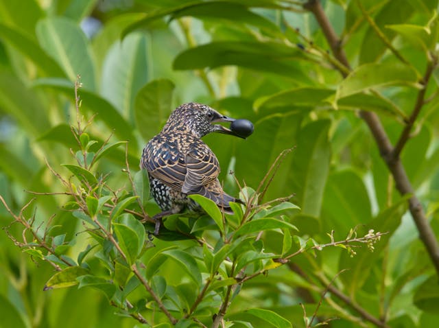 starling in a tree