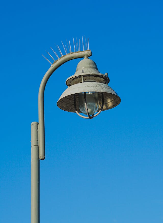 bird spikes