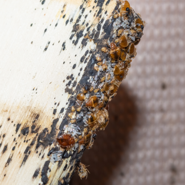 Bed bugs and bed bug eggs on a headboard 