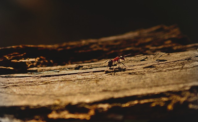 Carpenter ant damage